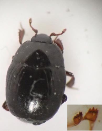 Gnathoncus communis